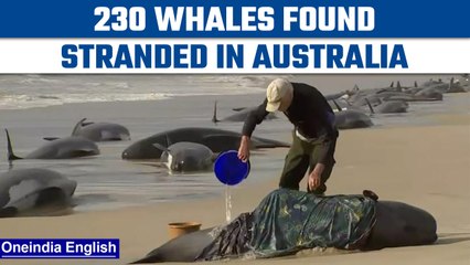 Descargar video: Australia: 230 pilot whales found stranded on a beach in Tasmania | Oneindia News *News