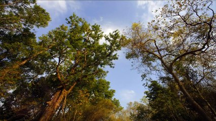 Secrets of Wild India - Tiger Jungles