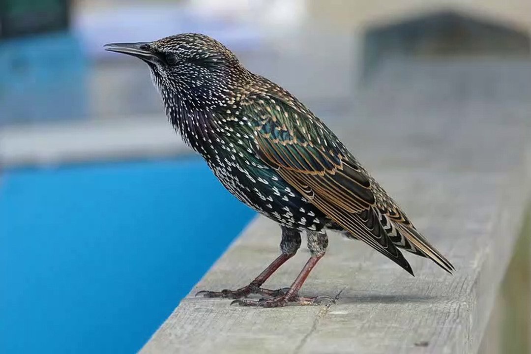 A Starling Bird