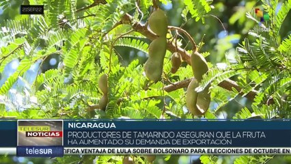 Cultivo de tamarindo ayuda a dinamizar la economía familiar en Nicaragua