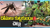 Plants To Control Mosquitoes | Mosquito Palnts | Hyderabad | V6 News