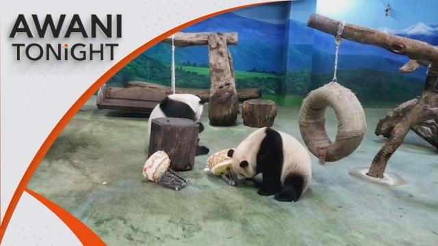 AWANI Tonight: Giant pandas celebrate 18th birthday in Taiwan