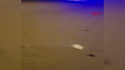 YOLUNU KAYBEDEN YAVRU CARETTALAR DENİZLE BULUŞTURULDU