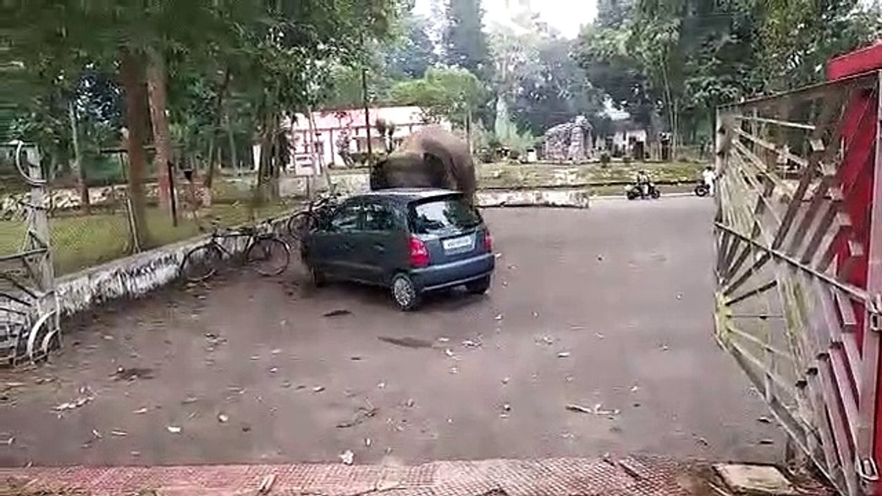 हाथी ने एक कार को बच्चो के खिलौने की तरह चलाया