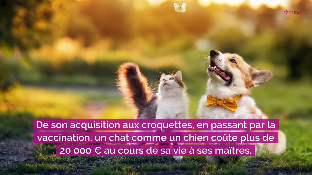 Chien ou chat : voici l'animal (et la race) qui coûte le plus cher à ses maîtres