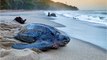 À quoi ressemble la tortue luth, la plus grande tortue de mer ?