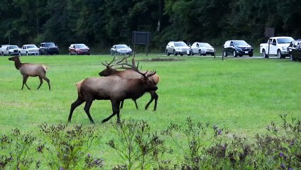 Elk Spar During a Rut