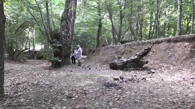 Yalova haber! Yalova ormanlarında yetişen tıbbi mantar türlerini araştırıyorlar