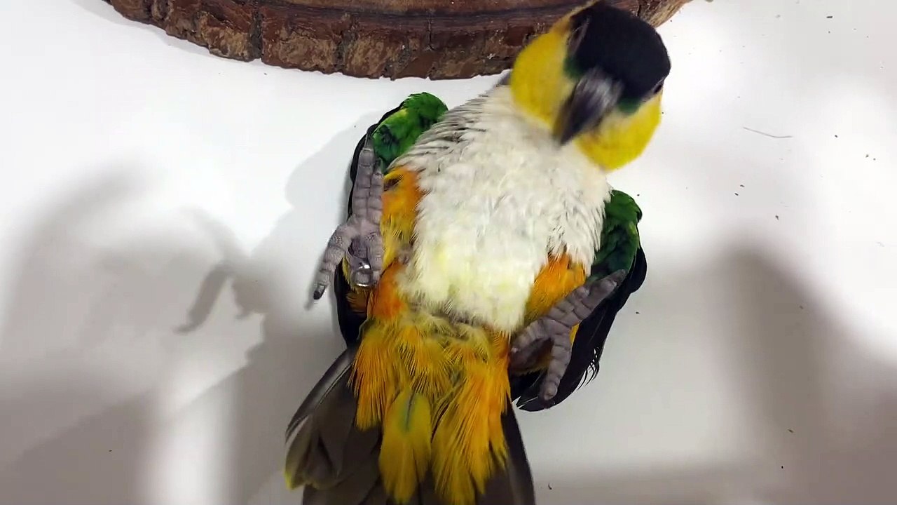 Bird Gets Some Exercise