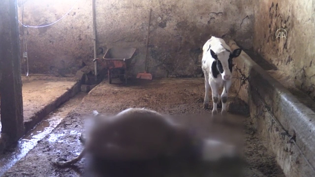 Yıldırım isabet eden ahırdaki 5 büyükbaş hayvan telef oldu