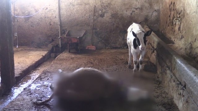 Yıldırım isabet eden ahırdaki 5 büyükbaş hayvan telef oldu