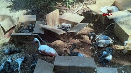 Flamingo cennetinde katliam!