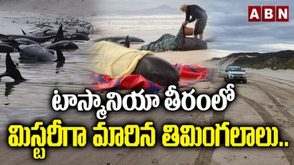 టాస్మానియా తీరంలో మిస్టరీగా మారిన తిమింగలాలు.. || ABN Digital