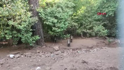 Son dakika haberi! MARMARİS'TEKİ ORMAN YANGININDA 7 PERSONEL VE 2 VATANDAŞ ETKİLENDİ