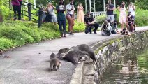 Nervous Otter Pups Get Swimming Lesson at Singapore Botanic Gardens