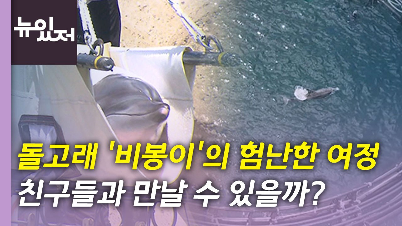 [뉴있저] 남방큰돌고래 '비봉이'의 험난한 여정... 무사히 친구들과 만날 수 있을까...