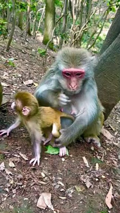 Cute baby monkey