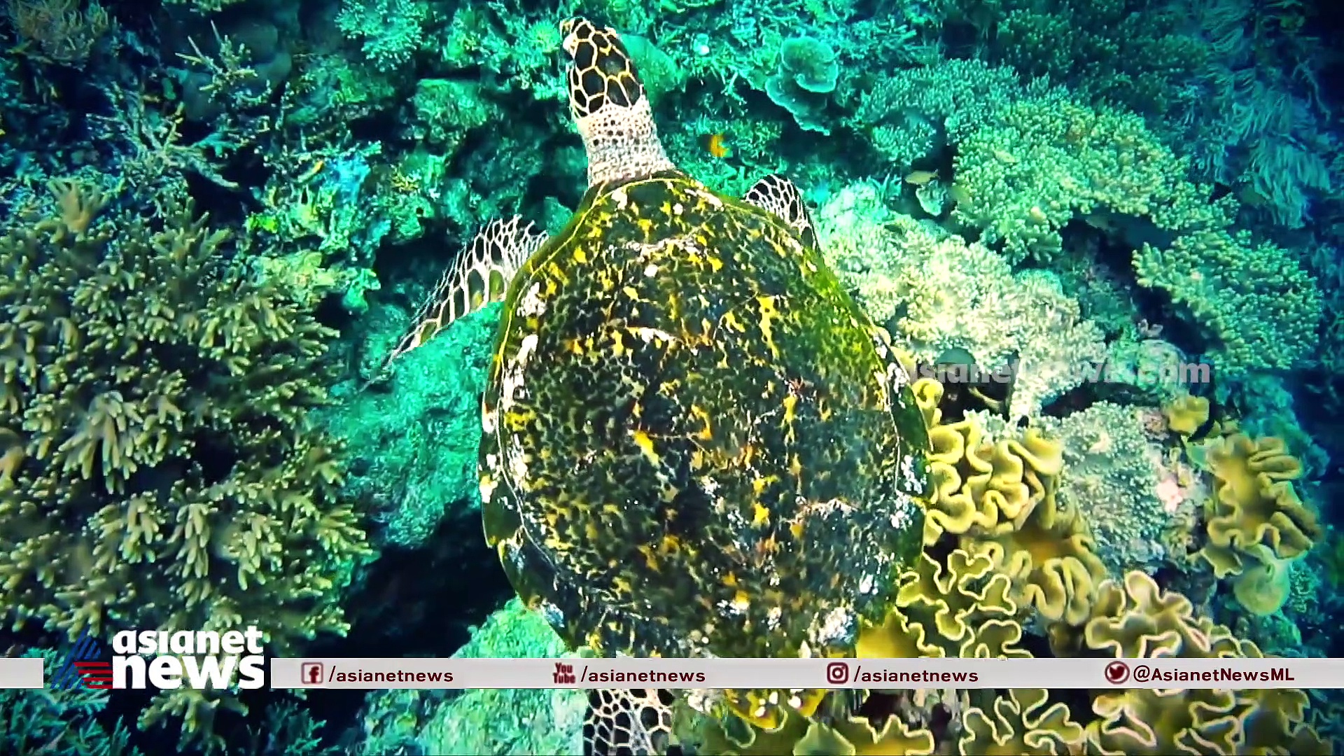 നിയമവിരുദ്ധമായ വേട്ടയാടൽ കുറഞ്ഞു; കടലാമകളുടെ എണ്ണത്തിൽ വർ‌ധനവെന്ന് പഠനം