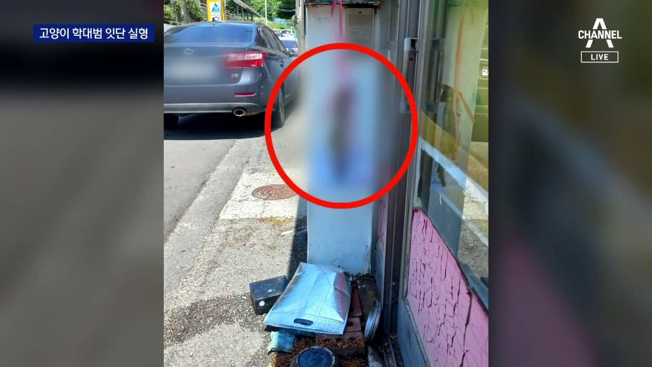 길고양이 학대 살해에…징역 2년 6개월 선고