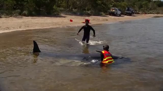Varamiento masivo en Australia deja casi 200 ballenas muertas
