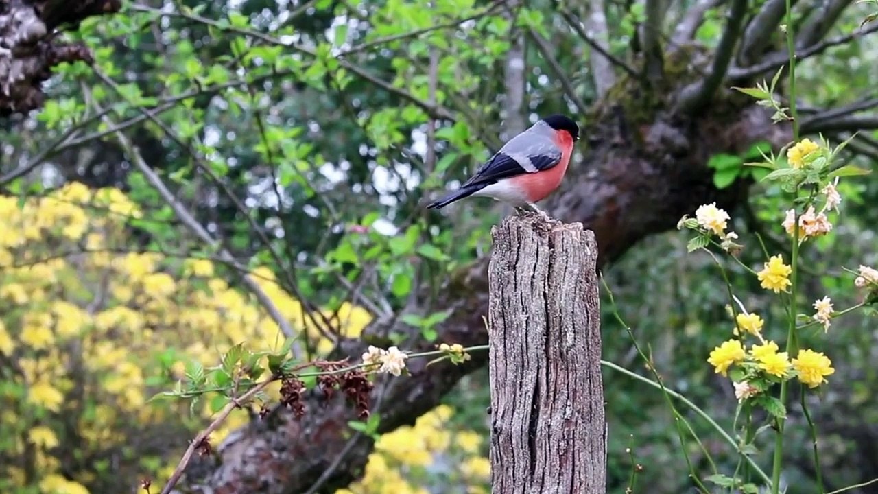 Beautiful Relaxing Music with Birds Beautiful Birds Soothing Music Calm Music  RelxRana Music 2022