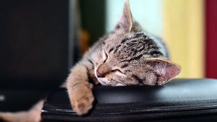 Baby Cats - Cute and Funny Cat Videos Compilation #1 ! Mww Animals
