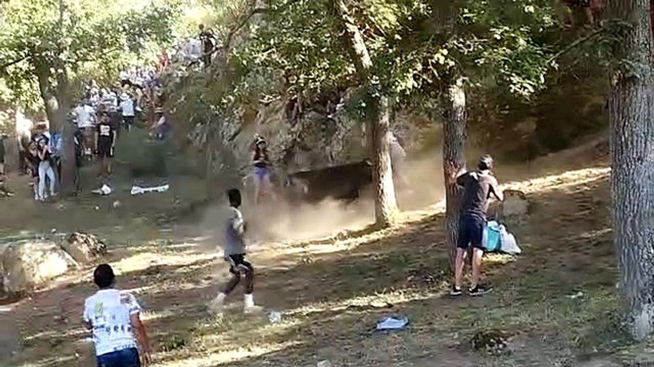 Novillo golpea en La Compra