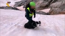 Rescatan al perro de una pareja de Burgos atrapado en los Picos de Europa