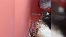Duvara sıkışan yavru kedileri itfaiye kurtardı