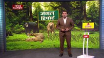 Jungle Report : दक्षिण अफ्रीका के लॉयन्स पार्क में जंगल के राजा के साथ चहलकदमी | Lions |