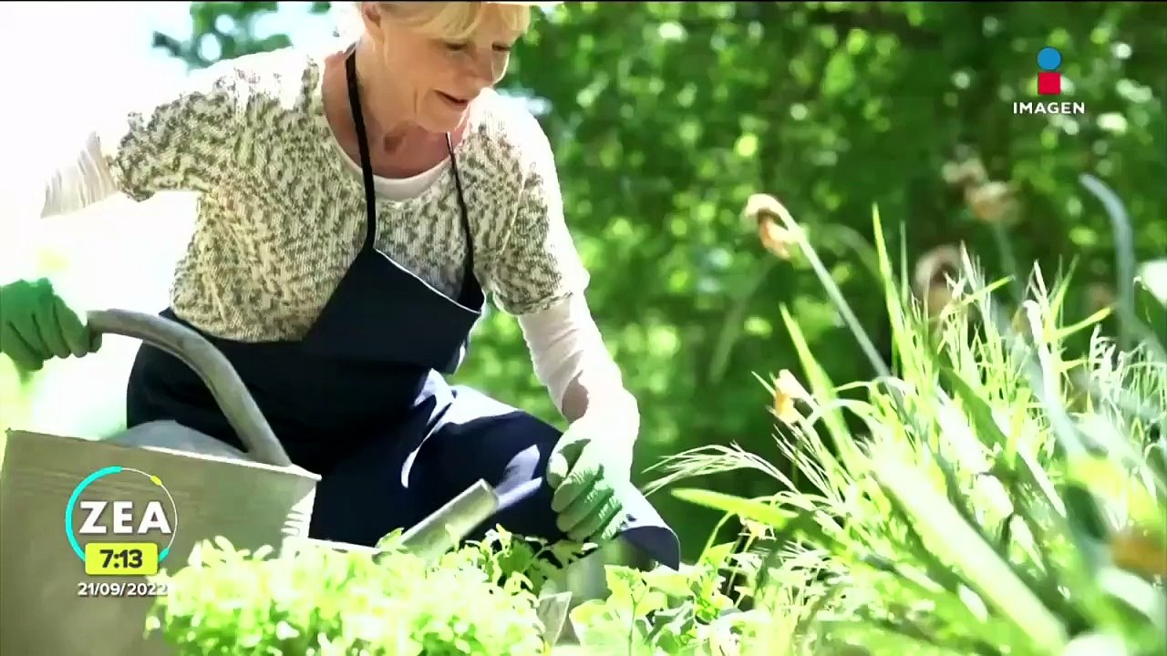 ¿Qué es el Alzheimer?