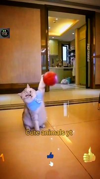 Cute Pie Legendary Cat Videos - Intelligence Cat Animals | Cute Animals Yt