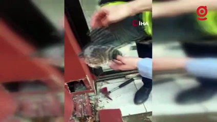 Baca oluğunda mahsur kalan yavru kediler itfaiye ekiplerince kurtarıldı