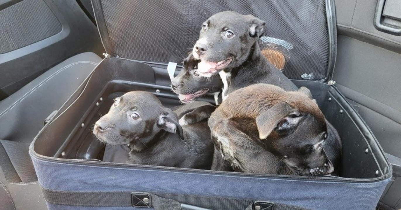 Quatre petits chiots abandonnés dans une valise sur l'autoroute ont été recueillis dans un refuge