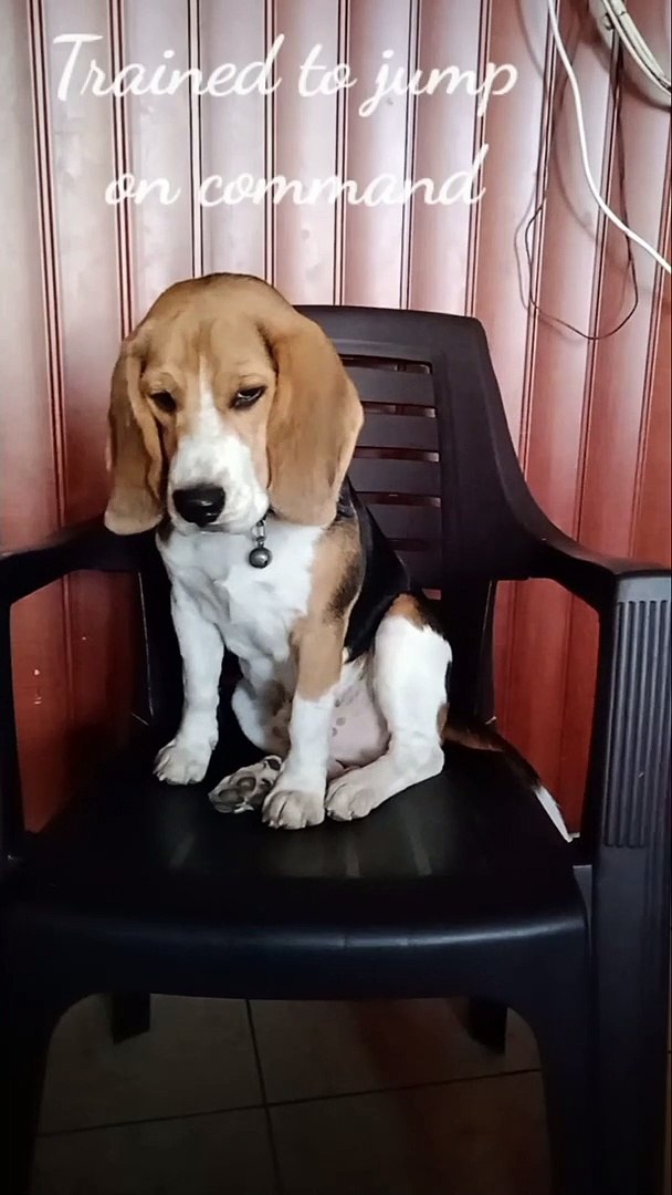 Are Beagles Easy To Potty Train