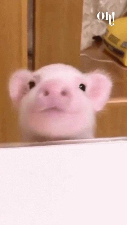 Pigs vs dogs
