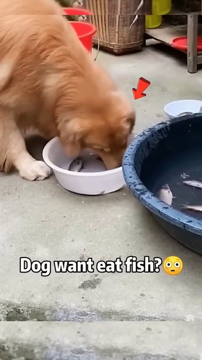น้องหมาเก่งมาก | หมาช่วยชีวิตปลา