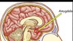 Amygdala | human brain parts in hindi | control the amygdala|Gk video in hindi