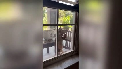 Penceresinde karşılaştığı yabancı nedeniyle korku dolu anlar yaşadı