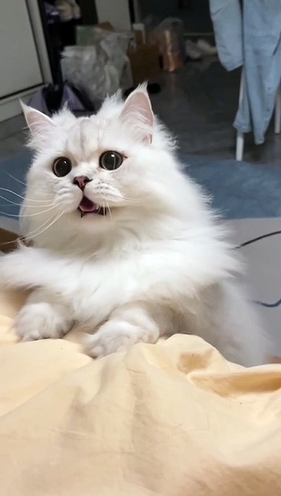 When you did something wrong  #cats #cat #catstagram #kedi #kediler #catlover #catofinstagram #catlovers #catphoto #kitty #kitten #kittens #catoftheday #catloversclub #kishka #animals #katze #neko #catmemes #dogs #catlove #kittymom #kittenmom #puppy #