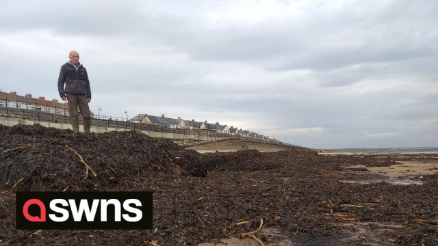 Stunned beachgoers describe their horror after finding “thousands” of dead sea creatures washed up along English coastline