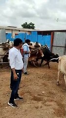 आखिरकार इन गोवंशों को मिल गई नई जिंदगी...