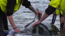 Tasmania, tratti in salvo solo 32 dei 226 cetacei spiaggiati