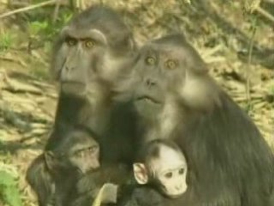 Les impots : imitations voix