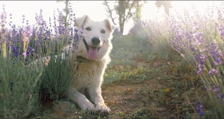 Who Needs This Secret to using your dog's natural intelligence to