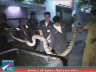 python de 10 mètres