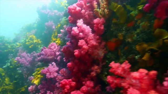 Trailer | BIFF2022 물꽃의 전설 Legend of the Waterflowers | 와이드 앵글-다큐멘터리 쇼케이스