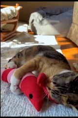 Dear Cat ! Why are you so cute | Chocorama