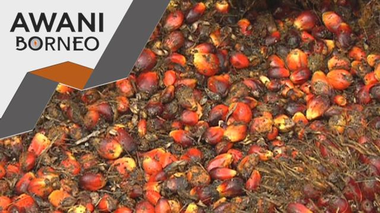Industri Minyak Sawit | Sabah fokus TOT, perkasa minyak sawit
