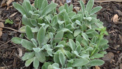 Volunteers pitched together to save a Rochester garden from drought damage